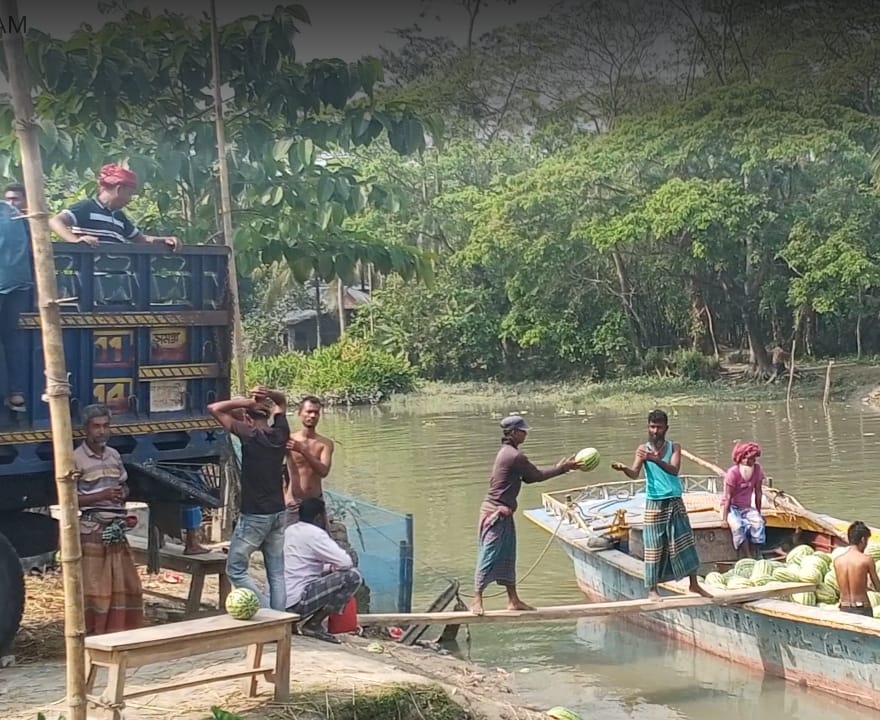 তরমুজে ভর, চাঁদার চাপ—বাউফলে কৃষকের দীর্ঘশ্বাস